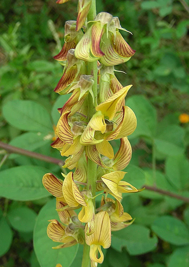 Smooth Rattlebox (var. obovata) — photo by Dick Culbert from Gibsons, B.C., Canada