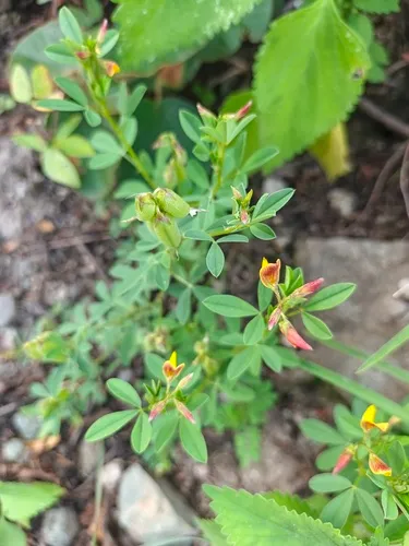 Low Rattlebox