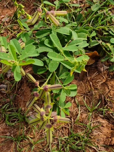 Rattleweed — photo by Riley Pollom