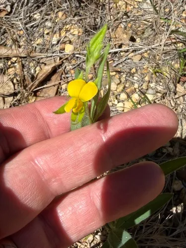 Arrowhead Rattlebox