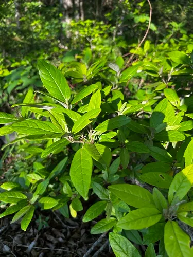 Alabama Croton