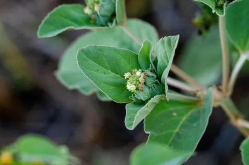 Silver July Croton — photo by David Lara