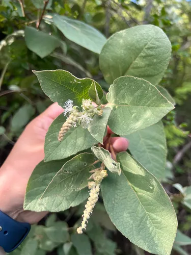Wild Marrow — photo by Sabina Lucke Lawrence