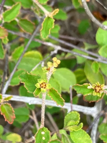 Beechleaf Croton