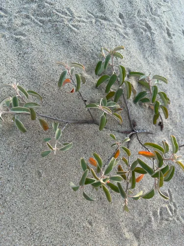 California Croton
