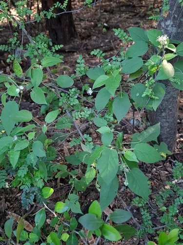 Mexican Croton — photo by E. Tadeo Hernández Almanza
