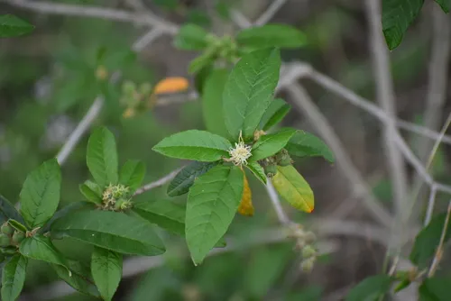 Cortez's Croton — photo by RGV Chapter NPSOT