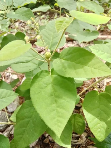 Bush Croton