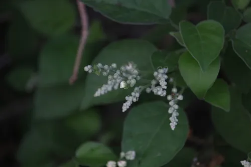 Pepperbush — photo by catarinaaaa