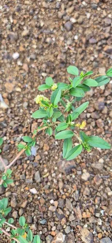 Yerba — photo by cindyeman
