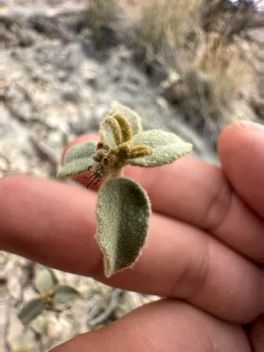 Trans-Pecos Croton — photo by Matt Reala