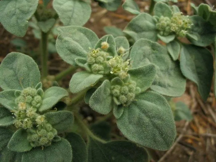 Dove Weed