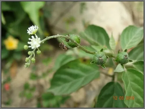 Soliman's Croton — photo by Gerson Herrera