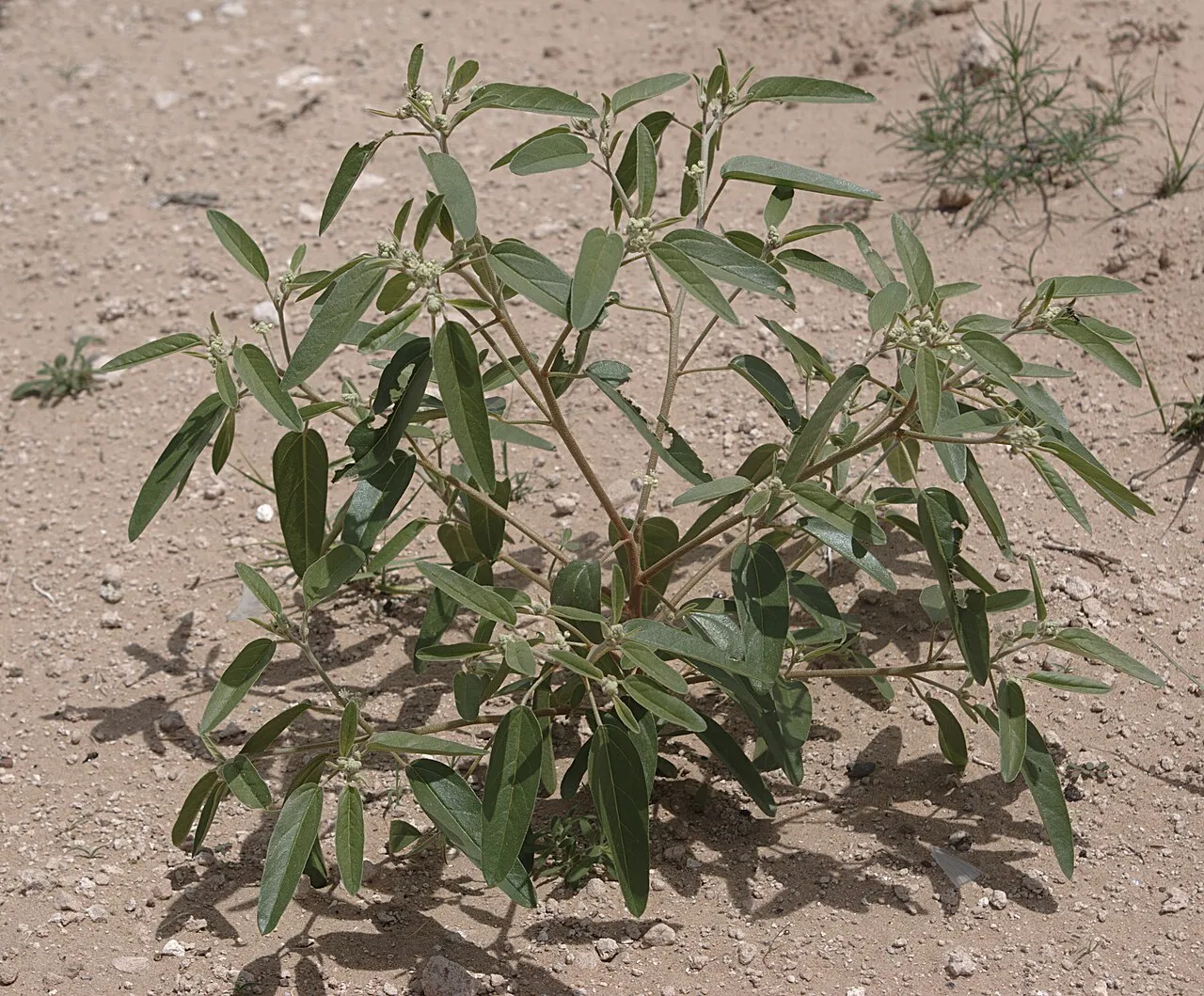 Texas Croton (var. texensis) — photo by JerryFriedman