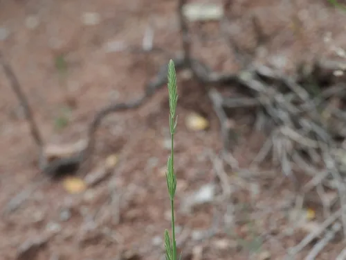 Narrowleaf Crucianella — photo by Augustin Soulard