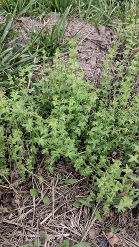 Piedmont Bedstraw