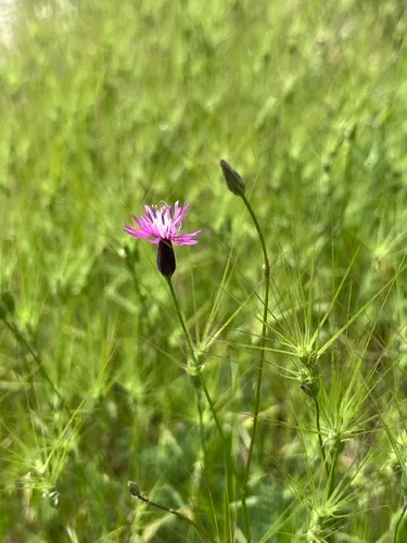 Common Crupina — photo by Наталья Пикалова