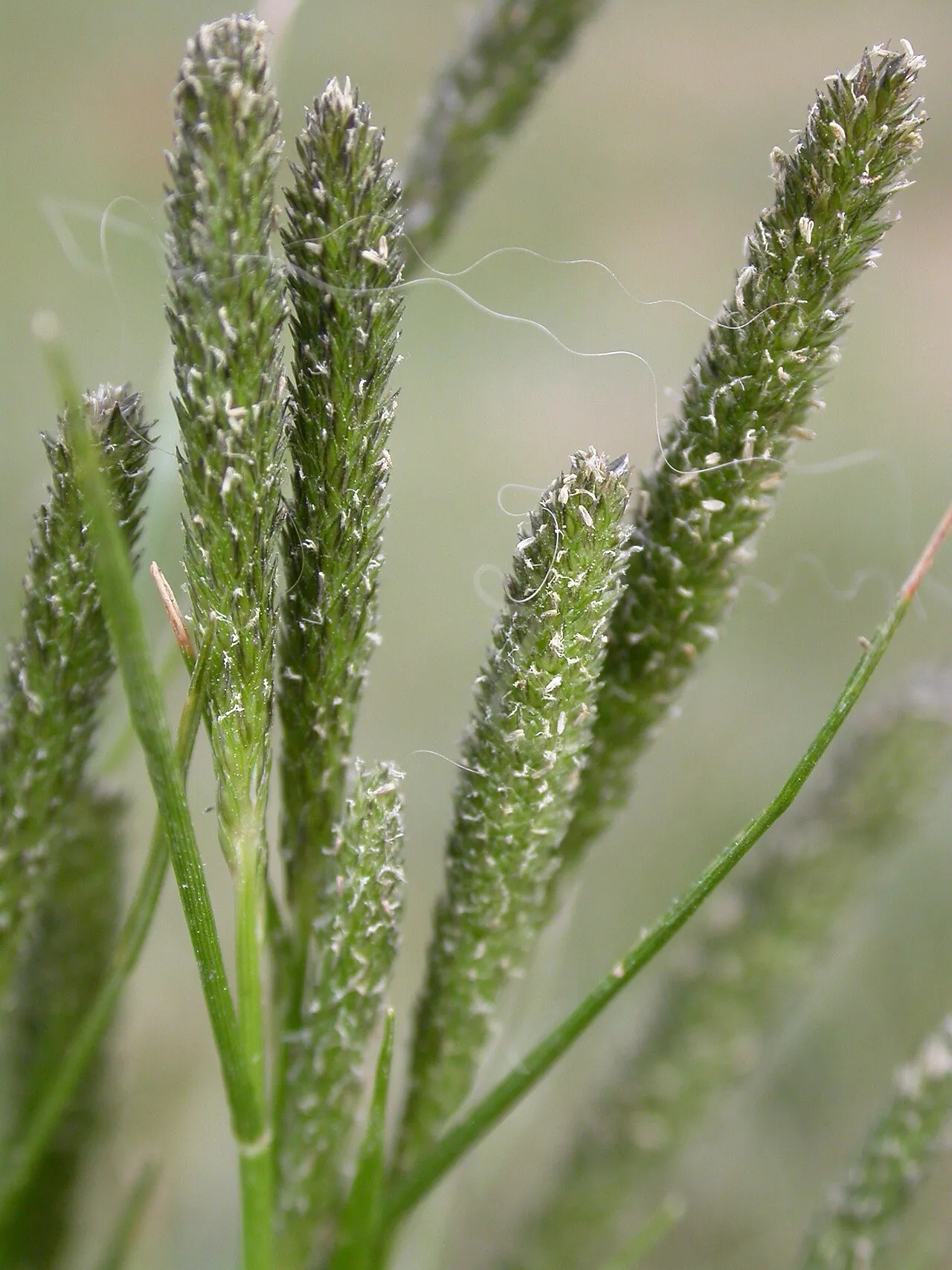 Foxtail Pricklegrass