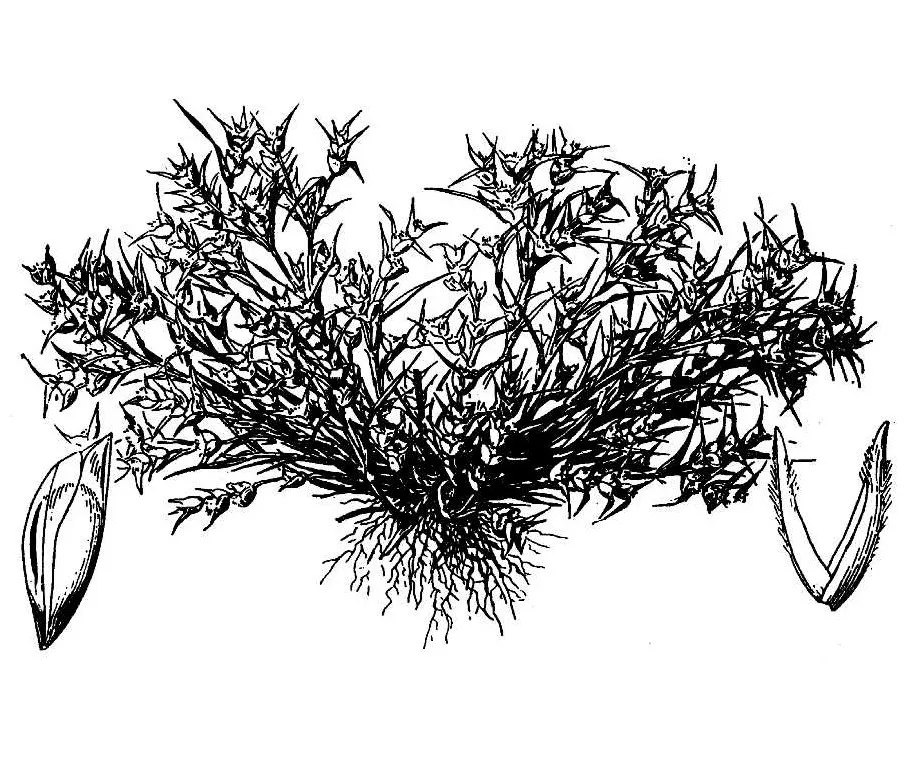 Modest Prickle Grass