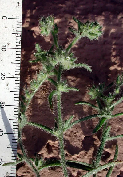 Panamint Cryptantha — photo by Mike ( Pompilid 17:21, 22 April 2007 (UTC);)