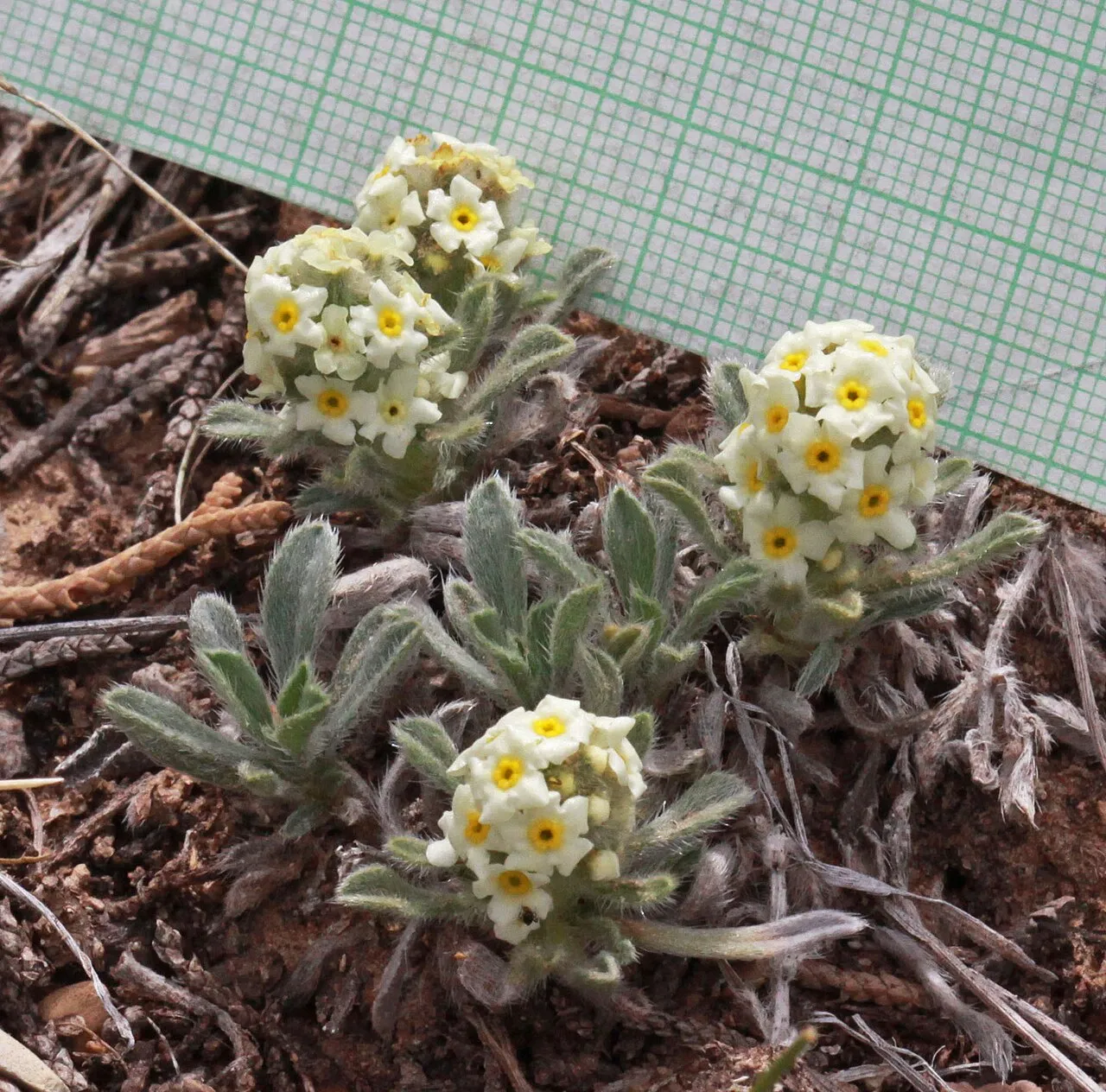 Tufted Cryptantha — photo by Andrey Zharkikh from Salt Lake City, USA