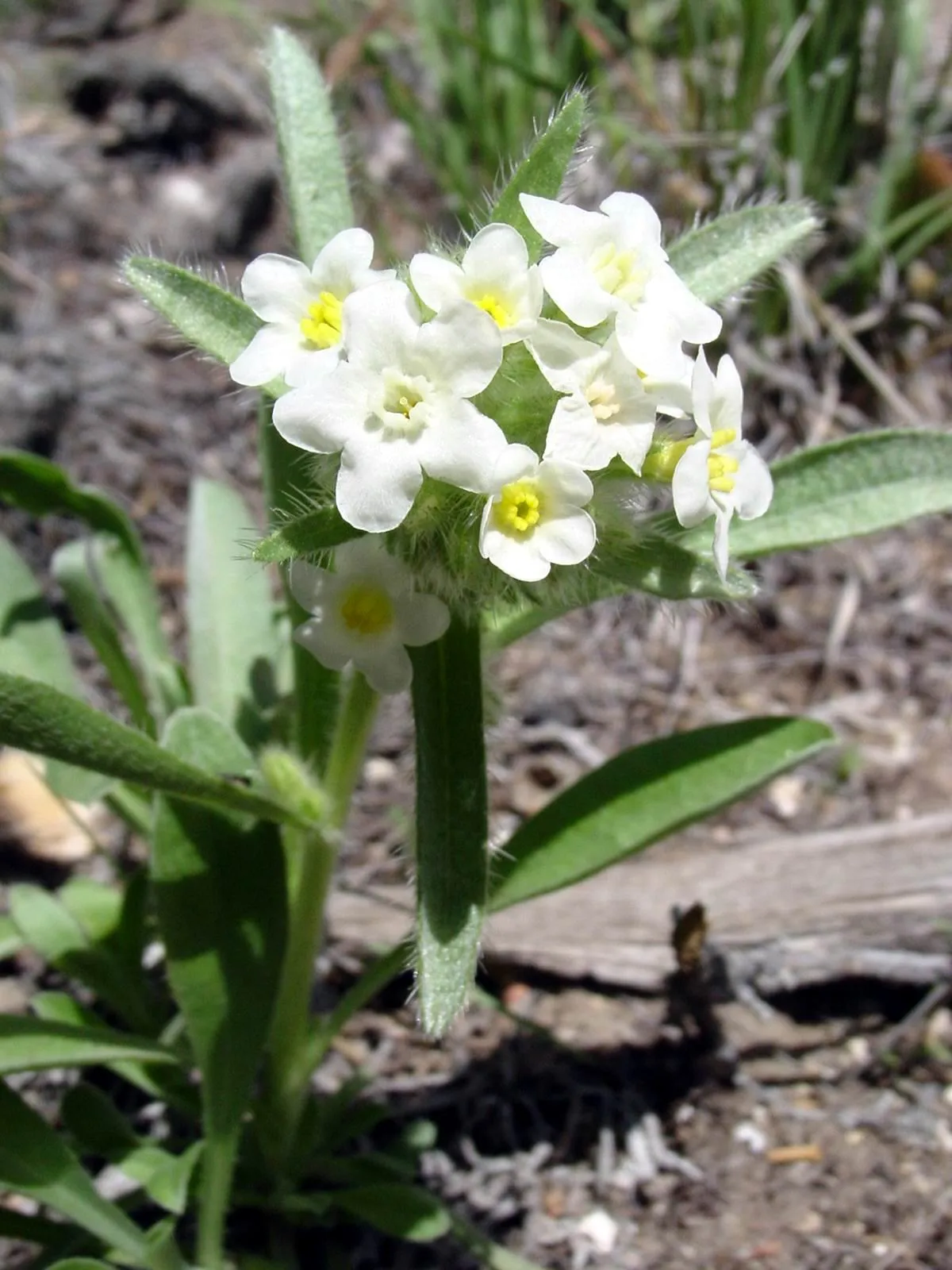 Cushion Cryptantha — photo by Wallace Keck