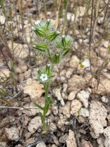 Clokey's Cryptantha — photo by Matt Berger