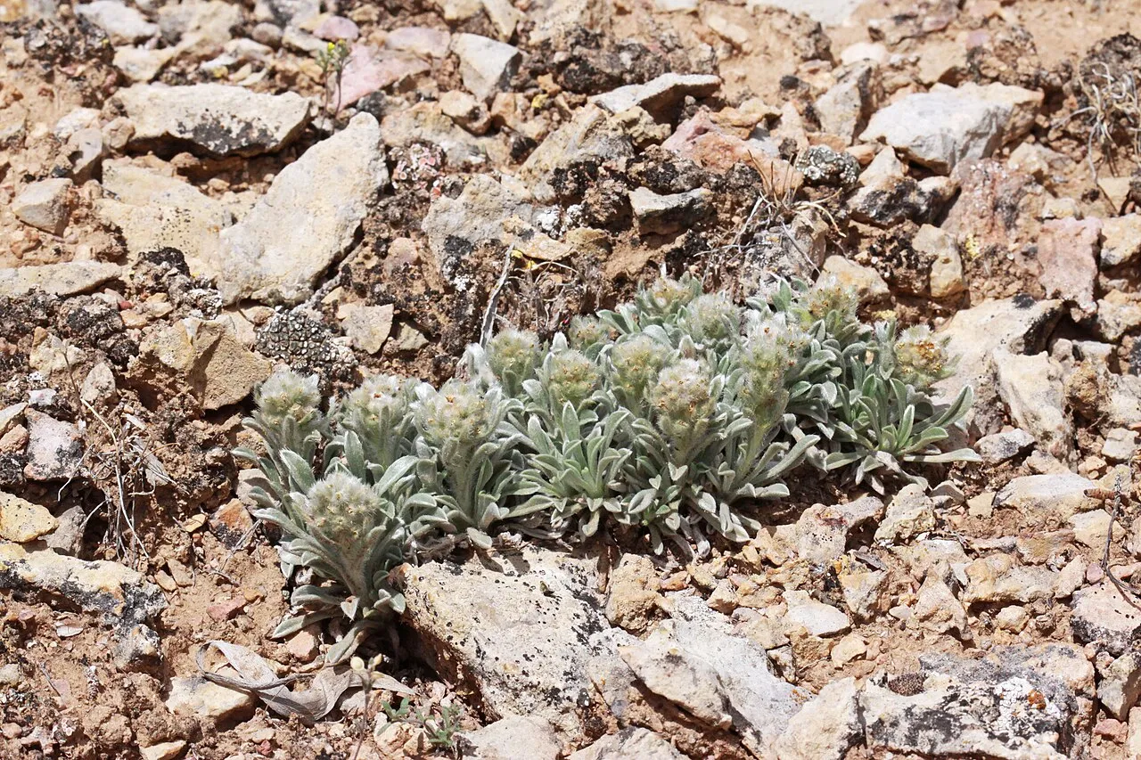 Compact Cryptantha — photo by Andrey Zharkikh from Salt Lake City, USA