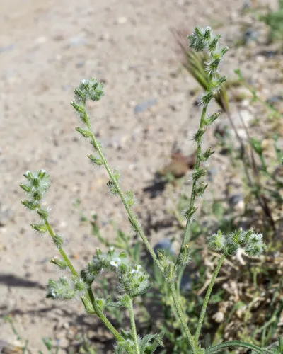 Gravelbar Cryptantha — photo by Matt Berger