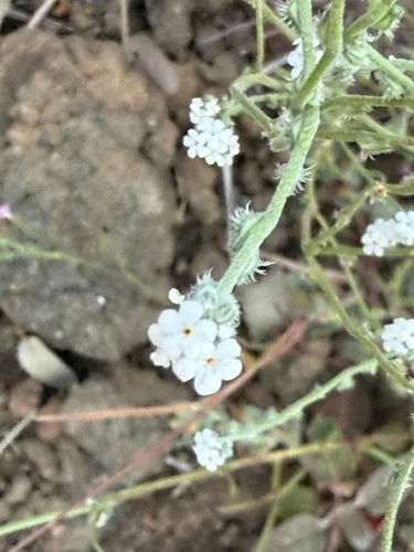 Weakstem Cryptantha — photo by marialdridge