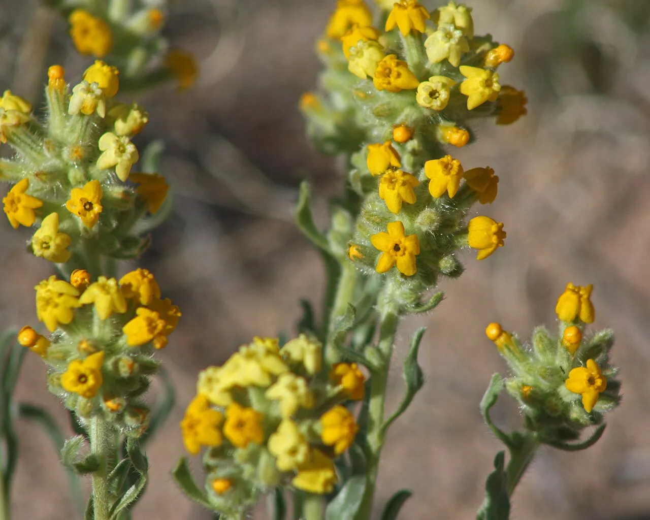 Brenda's Yellow Cryptantha — photo by NPS
