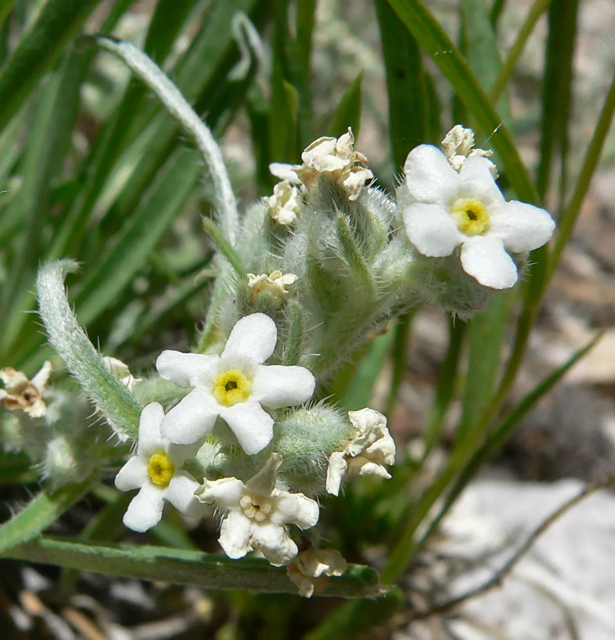 Roughseed Cryptantha — photo by Stan Shebs