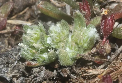 Truckee Cryptantha — photo by James Bailey