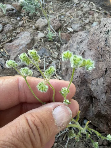 Narrowstem Cryptantha — photo by Michelle Skip Vasquez