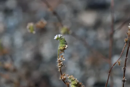 Napa Cryptantha — photo by Trevor Van Loon