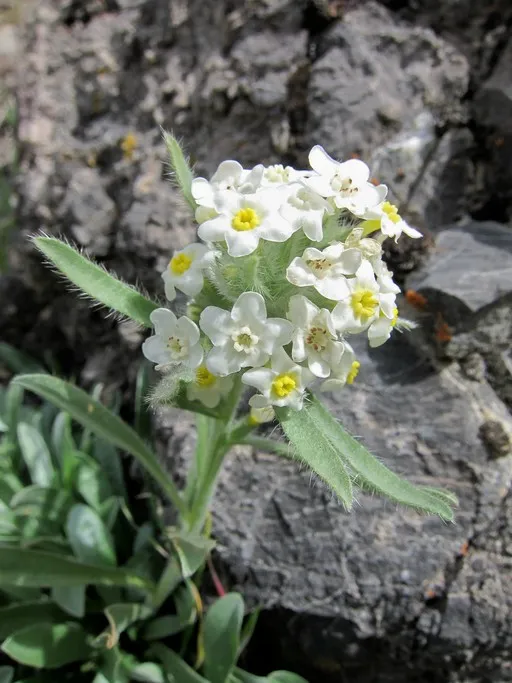 Roundspike Cryptantha — photo by Mary Winter