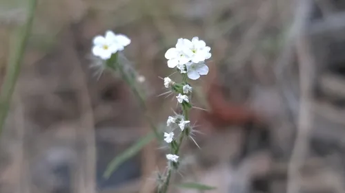 Tulare Cryptantha — photo by Chris Winchell