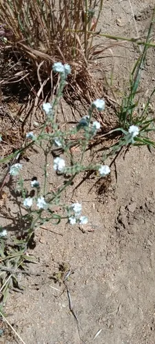 Clearwater Cryptantha — photo by bajasedoso