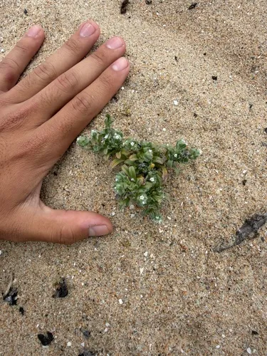 Coastal Cryptantha — photo by Ike Ikemori