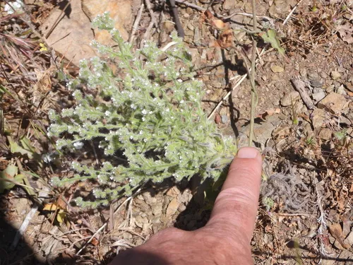 Guadalupe Cryptantha — photo by rschoedl