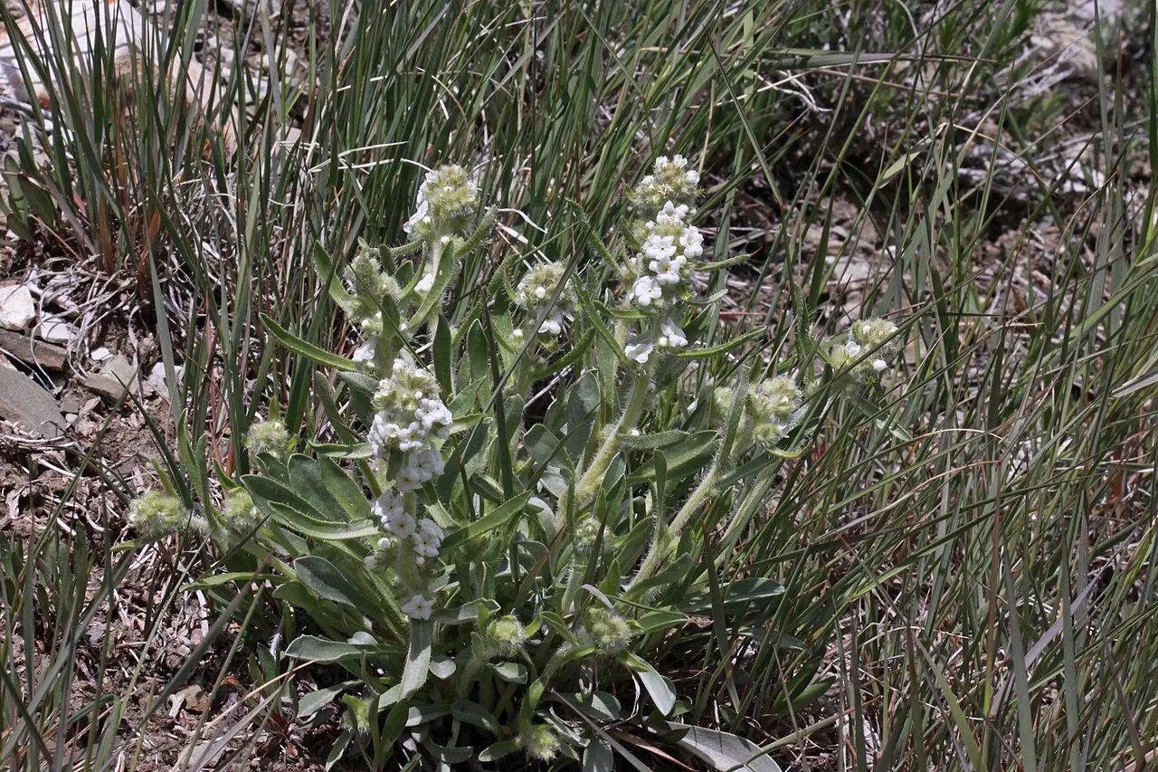 Southwestern Cryptantha — photo by Andrey Zharkikh from Salt Lake City, USA