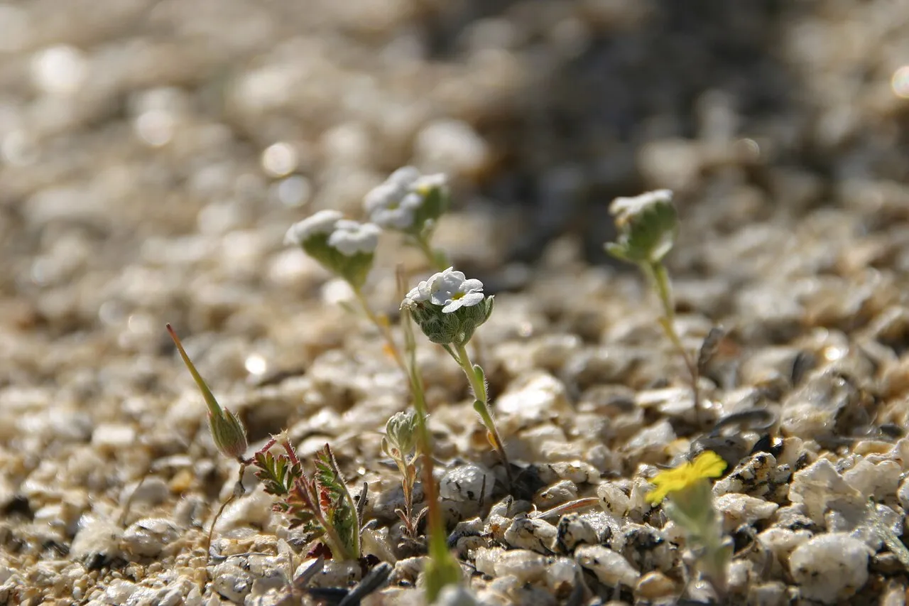 Redroot Cryptantha (var. micrantha) — photo by joedecruyenaere