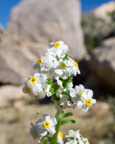 Mojave Cryptantha — photo by Matt Berger