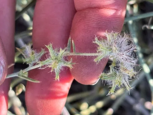 Nevada Cryptantha — photo by Damon Tighe