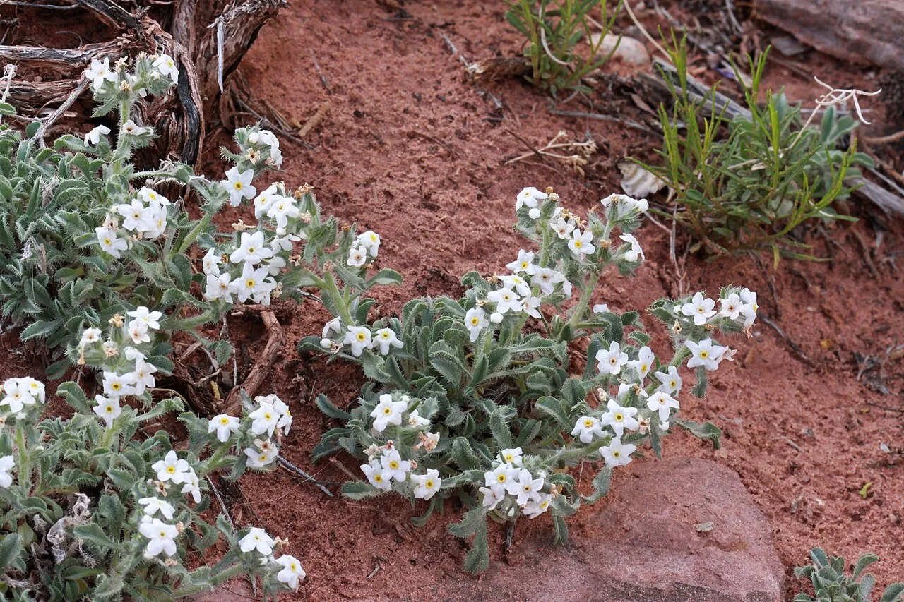 Osterhout's Cryptantha — photo by Andrey Zharkikh from Salt Lake City, USA