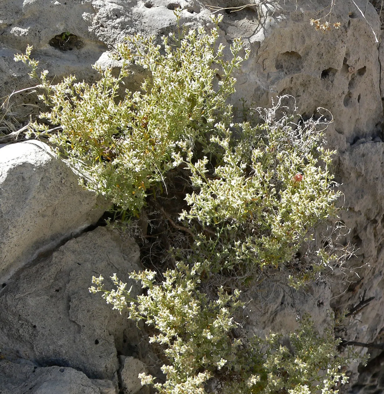 Bushy Cryptantha — photo by Stan Shebs
