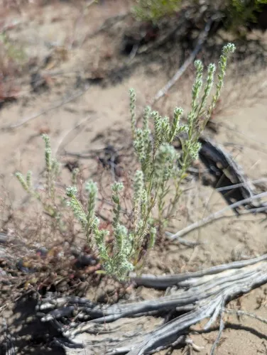 Pinyon Desert Cryptantha — photo by Trevor Van Loon