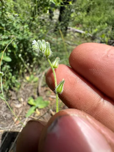 Pinewoods Cryptantha — photo by Matt Reala