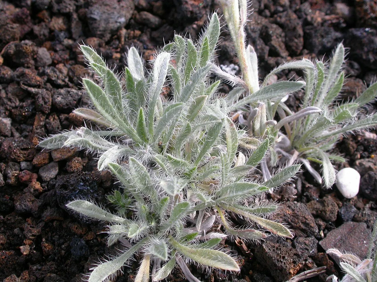 Snake River Cryptantha — photo by Matt Lavin from Bozeman, Montana, USA
