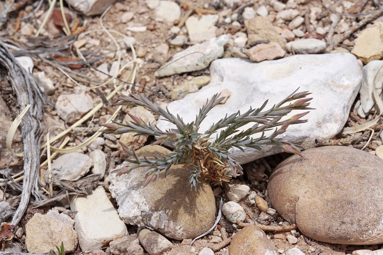 Wallowa Cryptantha — photo by Andrey Zharkikh from Salt Lake City, USA